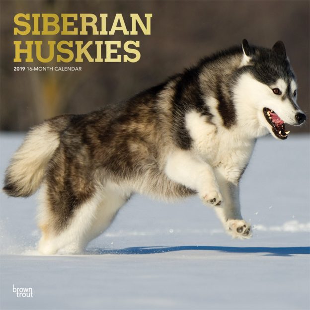 Siberian Huskies 2019 12 x 12 Inch Monthly Square Wall Calendar with Foil Stamped Cover