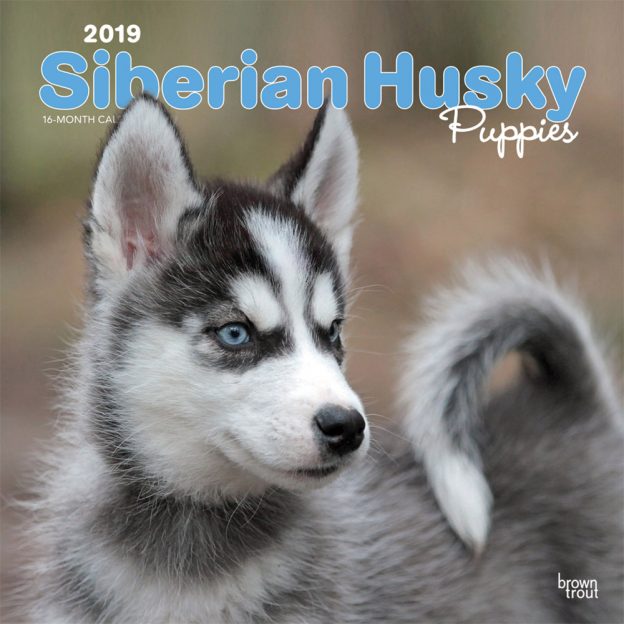 Siberian Husky Puppies 2019 12 x 12 Inch Monthly Square Wall Calendar