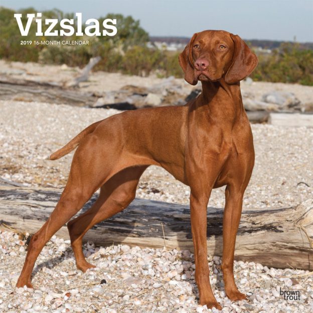 Vizslas 2019 12 x 12 Inch Monthly Square Wall Calendar