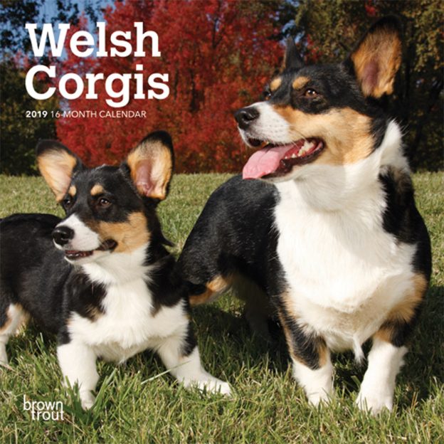 Welsh Corgis 2019 7 x 7 Inch Monthly Mini Wall Calendar