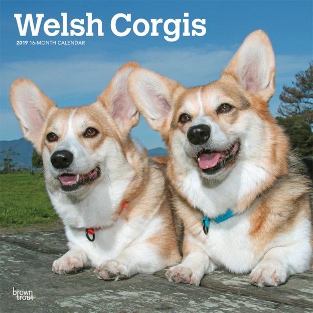 Welsh Corgis 2019 12 x 12 Inch Monthly Square Wall Calendar