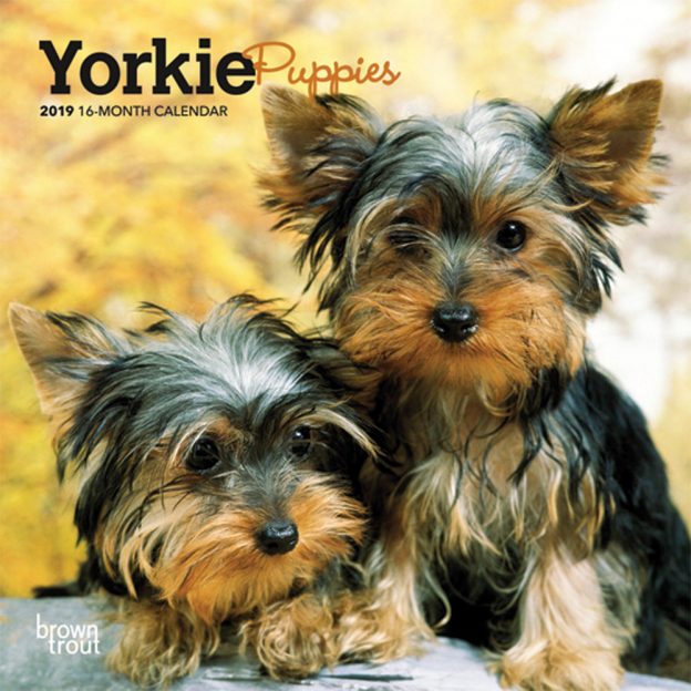 Yorkie Puppies 2019 7 x 7 Inch Monthly Mini Wall Calendar