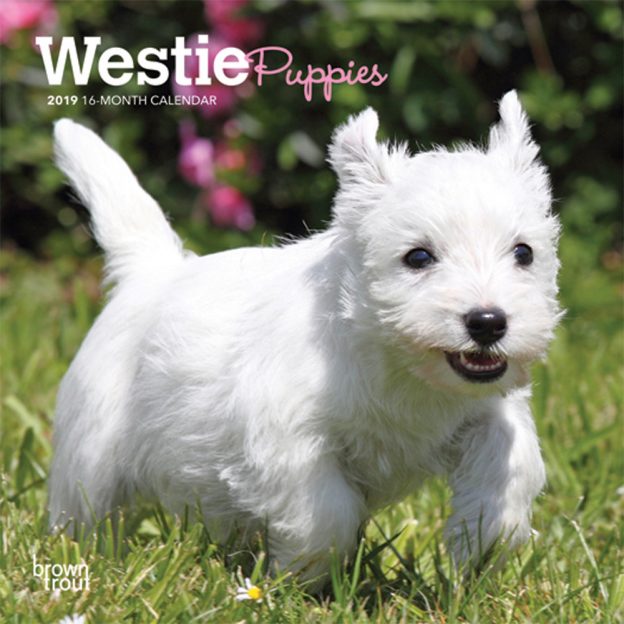 West Highland White Terrier Puppies 2019 7 x 7 Inch Monthly Mini Wall Calendar