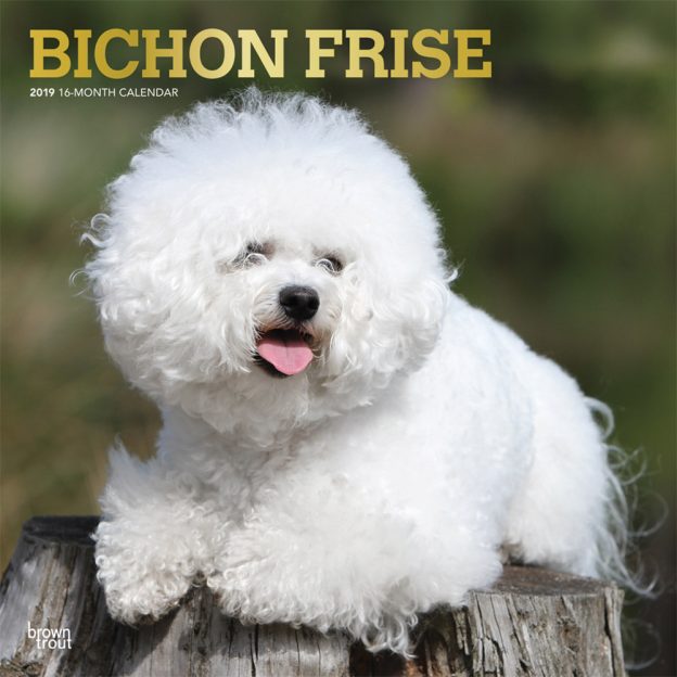 Bichon Frise 2019 12 x 12 Inch Monthly Square Wall Calendar with Foil Stamped Cover