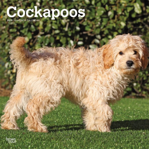 Cockapoos 2019 12 x 12 Inch Monthly Square Wall Calendar