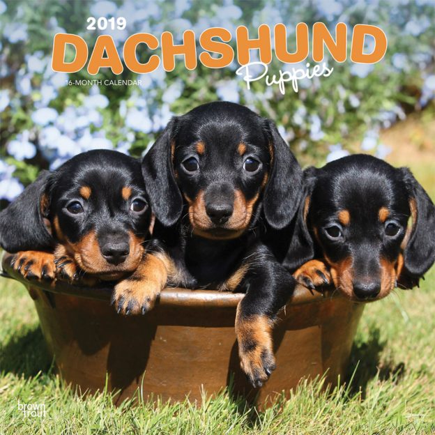Dachshund Puppies 2019 12 x 12 Inch Monthly Square Wall Calendar