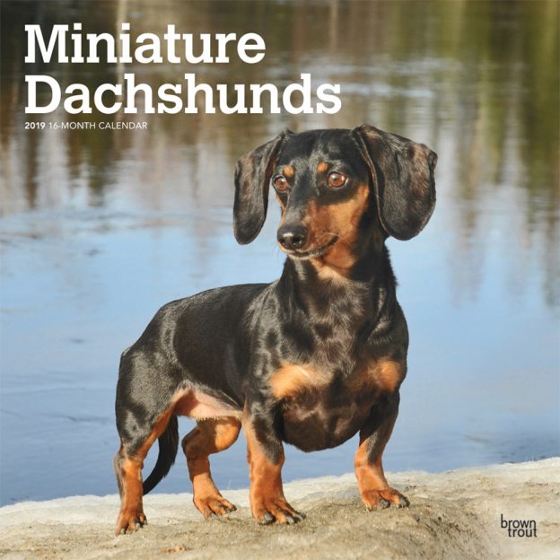 Miniature Dachshunds 2019 12 x 12 Inch Monthly Square Wall Calendar