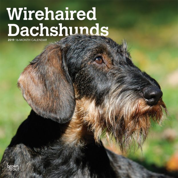 Wirehaired Dachshunds 2019 12 x 12 Inch Monthly Square Wall Calendar