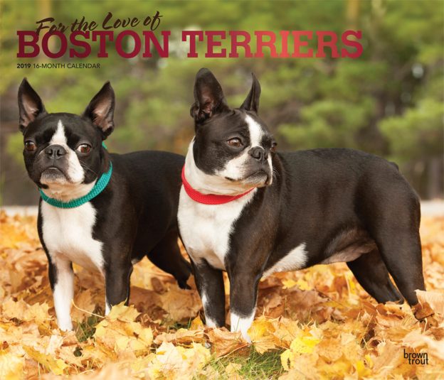 For the Love of Boston Terriers 2019 14 x 12 Inch Monthly Deluxe Wall Calendar with Foil Stamped Cover