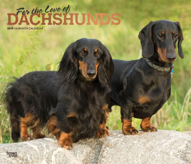 For the Love of Dachshunds 2019 14 x 12 Inch Monthly Deluxe Wall Calendar with Foil Stamped Cover