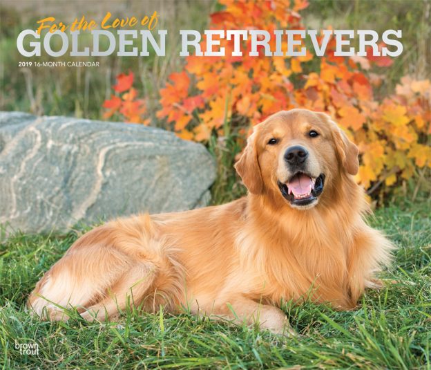 For the Love of Golden Retrievers 2019 14 x 12 Inch Monthly Deluxe Wall Calendar with Foil Stamped Cover