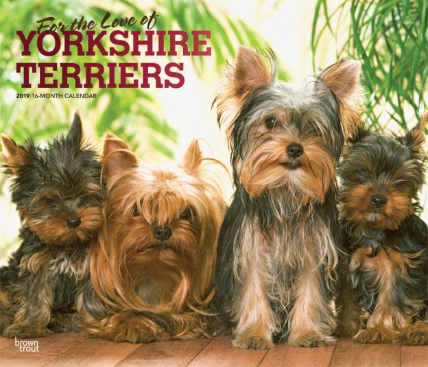 For the Love of Yorkshire Terriers 2019 14 x 12 Inch Monthly Deluxe Wall Calendar with Foil Stamped Cover