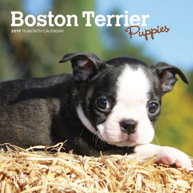 Boston Terrier Puppies 2019 7 x 7 Inch Monthly Mini Wall Calendar, Animals Dog Breeds Terrier Puppies