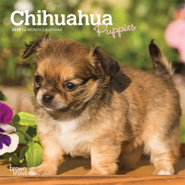 Chihuahua Puppies 2019 7 x 7 Inch Monthly Mini Wall Calendar, Animals Small Dog Breeds Puppies
