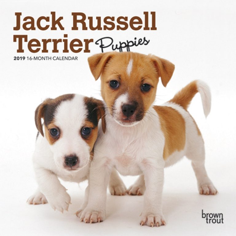 Щенок джек рассел объявления. Джек рассел с бульдогом. jack russell puppies. джек-рассел-терьер отзывы. джек-рассел-терьер отзывы владельцев.