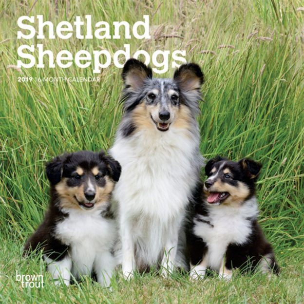 Shetland Sheepdogs 2019 7 x 7 Inch Monthly Mini Wall Calendar