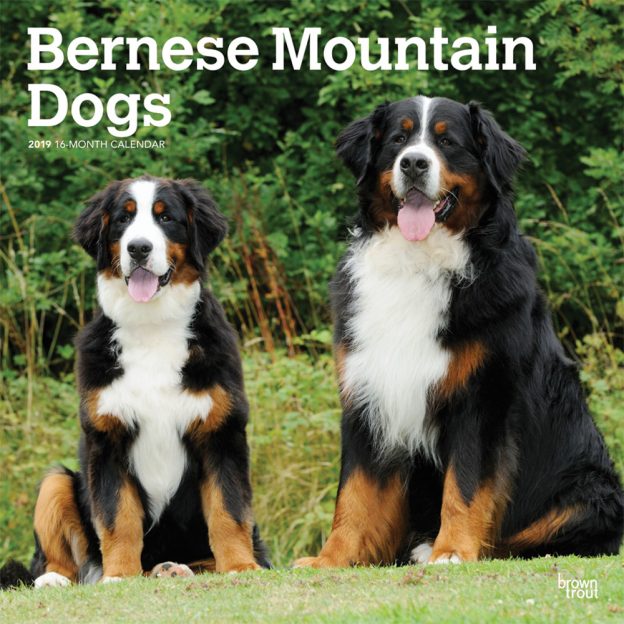 Bernese Mountain Dogs 2019 12 x 12 Inch Monthly Square Wall Calendar
