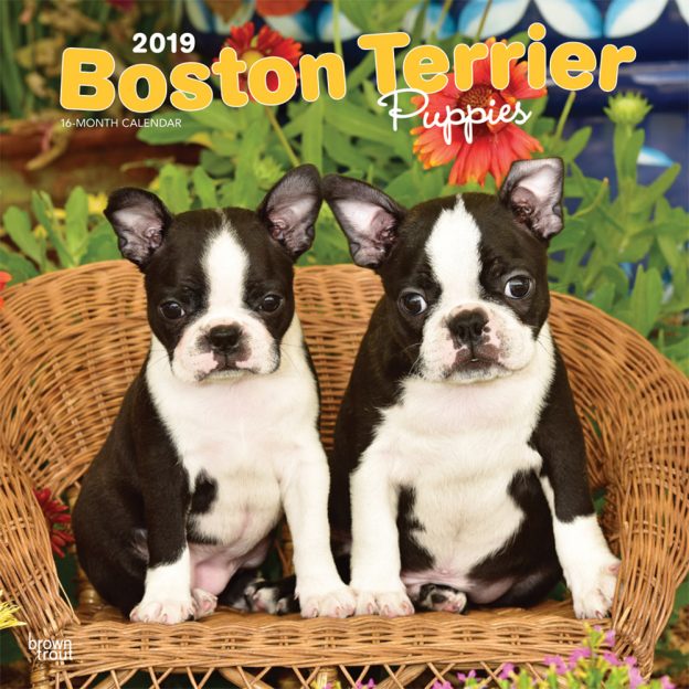 Boston Terrier Puppies 2019 12 x 12 Inch Monthly Square Wall Calendar