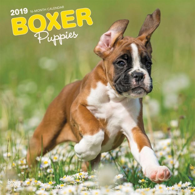Boxer Puppies 2019 12 x 12 Inch Monthly Square Wall Calendar