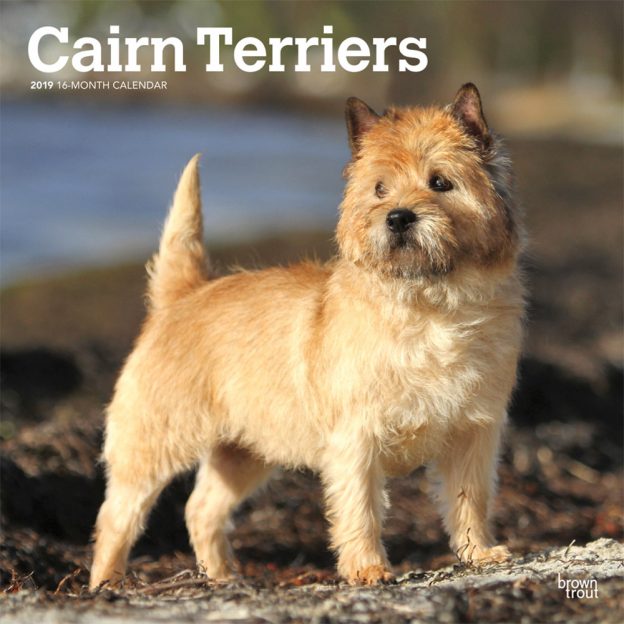 Cairn Terriers 2019 12 x 12 Inch Monthly Square Wall Calendar