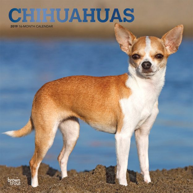 Chihuahuas 2019 12 x 12 Inch Monthly Square Wall Calendar with Foil Stamped Cover