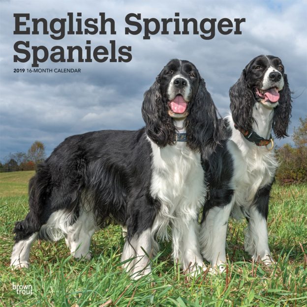 English Springer Spaniels 2019 12 x 12 Inch Square Wall Calendar