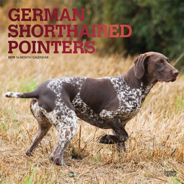 German Shorthaired Pointers 2019 12 x 12 Inch Monthly Square Wall Calendar with Foil Stamped Cover