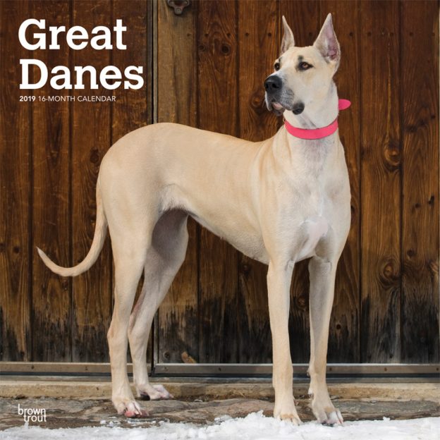Great Danes 2019 12 x 12 Inch Monthly Square Wall Calendar