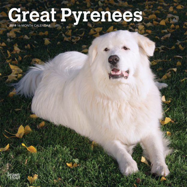 Great Pyrenees 2019 12 x 12 Inch Monthly Square Wall Calendar