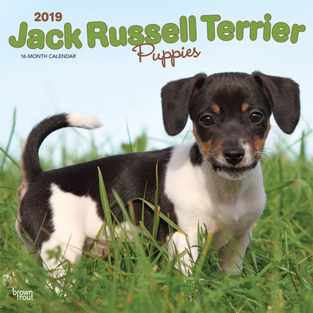 Jack Russell Terrier Puppies 2019 12 x 12 Inch Monthly Square Wall Calendar