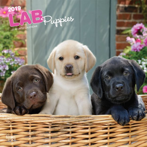 Lab Puppies 2019 12 x 12 Inch Monthly Square Wall Calendar