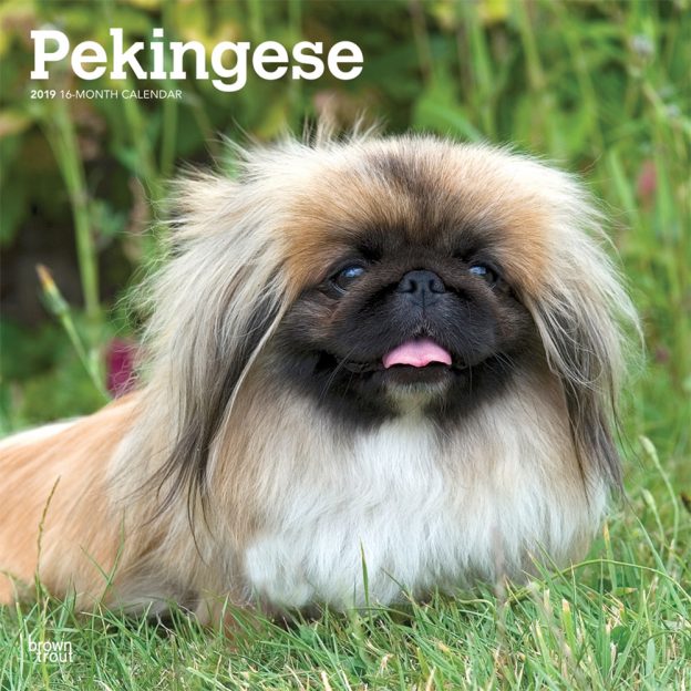 Pekingese 2019 12 x 12 Inch Monthly Square Wall Calendar