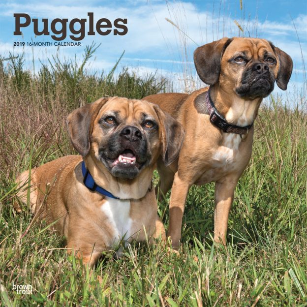 Puggles 2019 12 x 12 Inch Monthly Square Wall Calendar