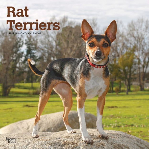 Rat Terriers 2019 12 x 12 Inch Monthly Square Wall Calendar