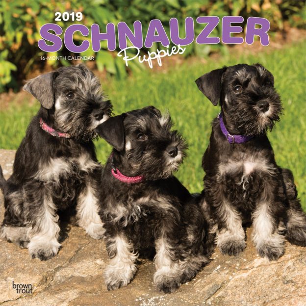 Schnauzer Puppies 2019 12 x 12 Inch Monthly Square Wall Calendar