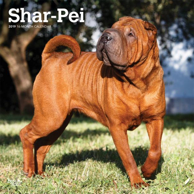 Shar Pei 2019 12 x 12 Inch Monthly Square Wall Calendar