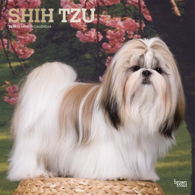 Shih Tzu 2019 12 x 12 Inch Monthly Square Wall Calendar with Foil Stamped Cover