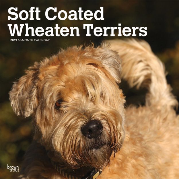 Soft Coated Wheaten Terriers 2019 12 x 12 Inch Monthly Square Wall Calendar