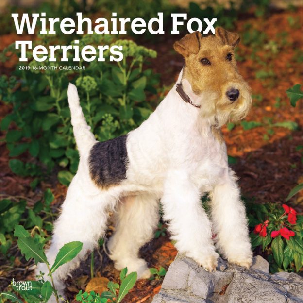 Wirehaired Fox Terriers 2019 12 x 12 Inch Monthly Square Wall Calendar