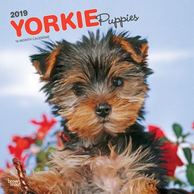 Yorkie Puppies 2019 12 x 12 Inch Monthly Square Wall Calendar