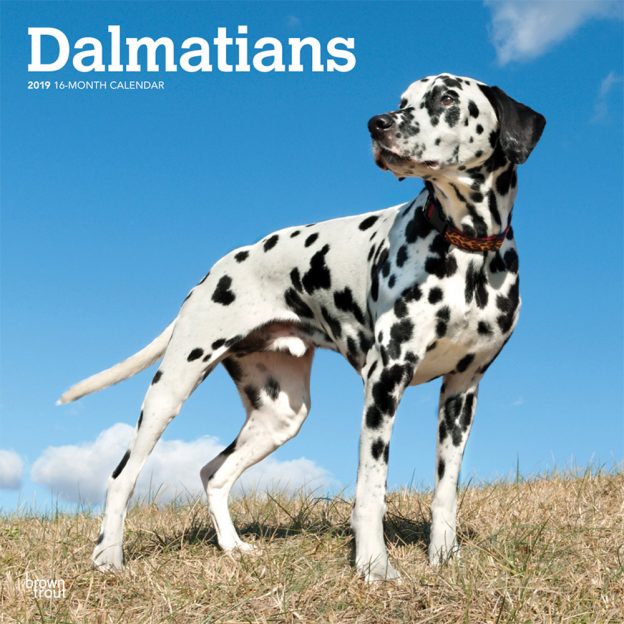 Dalmatians 2019 12 x 12 Inch Monthly Square Wall Calendar