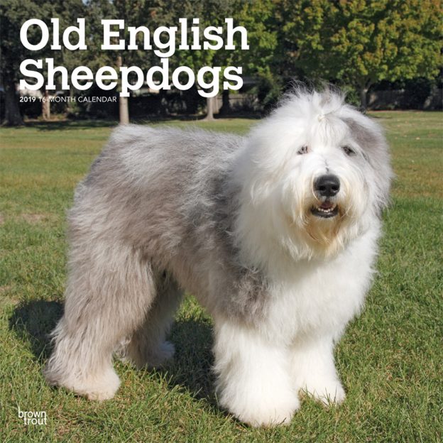 Old English Sheepdogs 2019 12 x 12 Inch Monthly Square Wall Calendar
