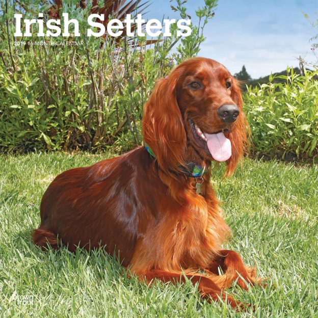 Irish Setters 2019 12 x 12 Inch Monthly Square Wall Calendar