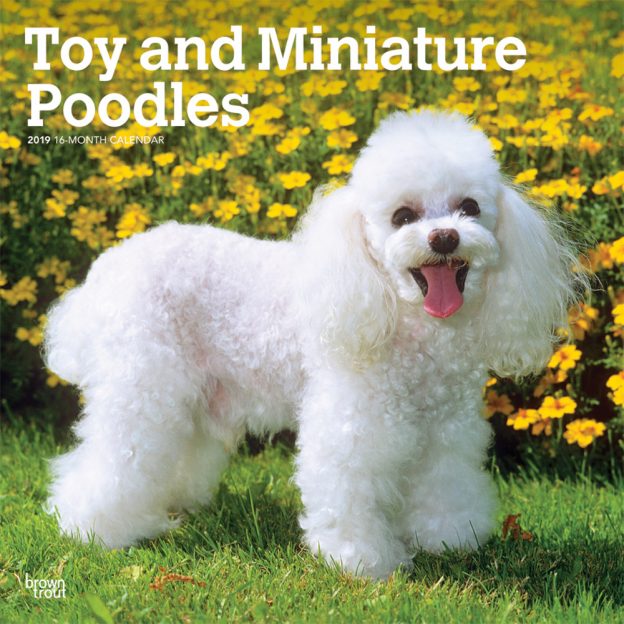 Toy and Miniature Poodles 2019 12 x 12 Inch Monthly Square Wall Calendar
