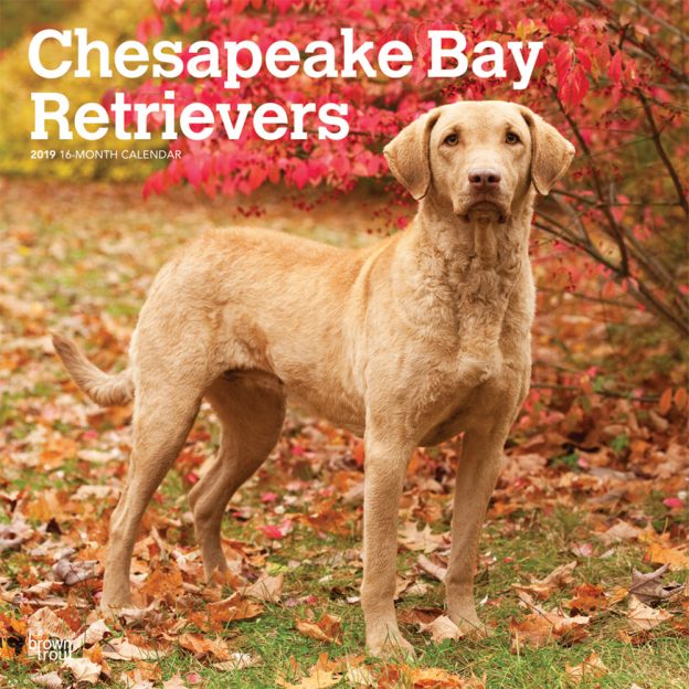 chesapeake-bay-retrievers-2019-square-wall-calendar-dogdays-2023-calendar-and-puzzle-app-for