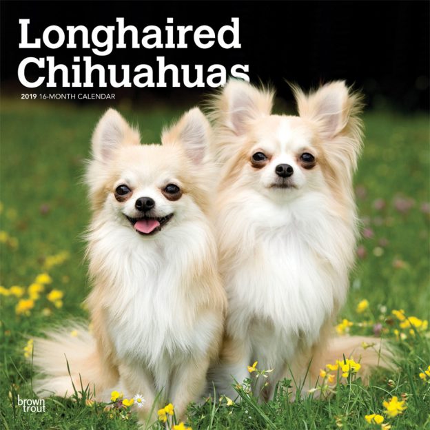 Longhaired Chihuahuas 2019 12 x 12 Inch Monthly Square Wall Calendar
