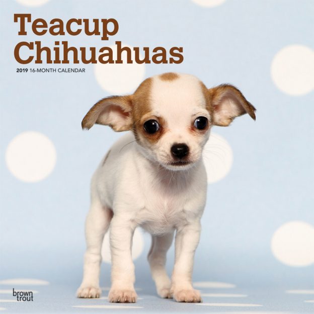 Teacup Chihuahuas 2019 12 x 12 Inch Monthly Square Wall Calendar