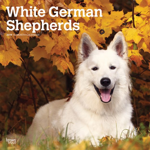 White German Shepherds 2019 12 x 12 Inch Monthly Square Wall Calendar