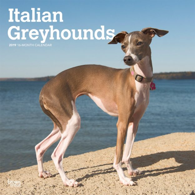 Italian Greyhounds 2019 12 x 12 Inch Monthly Square Wall Calendar