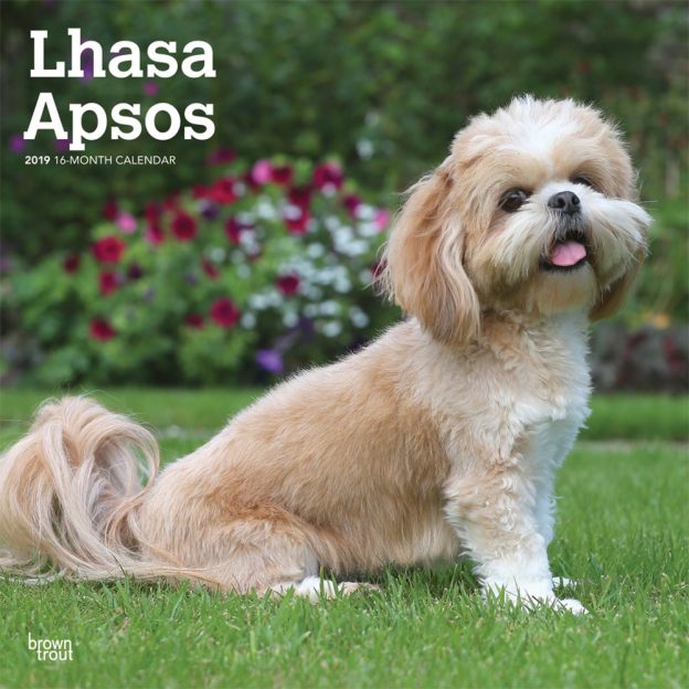 Lhasa Apsos 2019 12 x 12 Inch Monthly Square Wall Calendar
